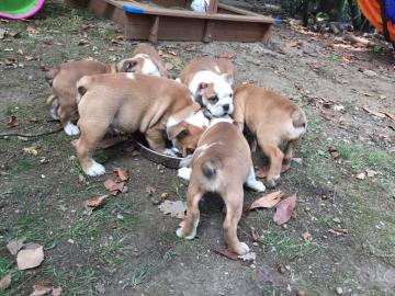 Englisch Bulldoggen Welpen suchen ein Zu