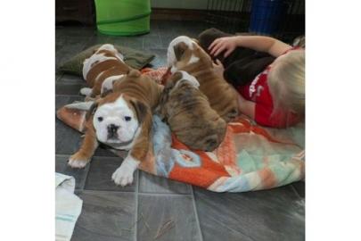 H�bsche Englische Bulldoggen
