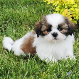 Sch�ne Shih Tzu Welpen