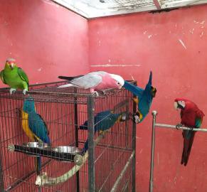 Graupapageien babys und macaw papageien