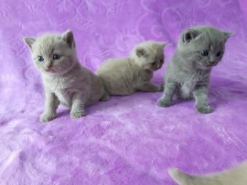Reinrassige BKH Babies