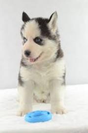 Reinrassige Pomsky Welpen