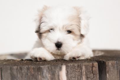 Wunderbare Coton de Tulear R�de FCI