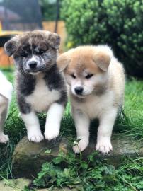 atemberaubende Akita-Welpen