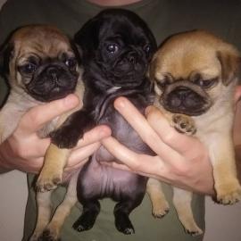 Sch�ne Pugs Welpen f�r Rehoming