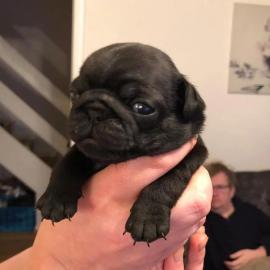 Sch�ne Pugs Welpen f�r Rehoming