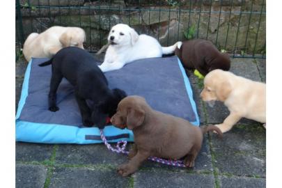 sehr sch�ne Labrador Welpen in schwarz,