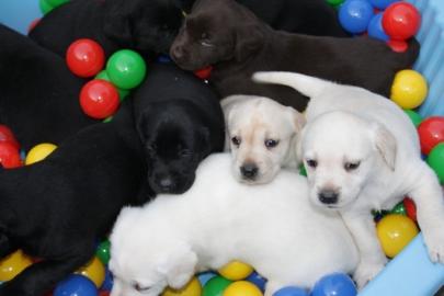 sehr sch�ne Labrador Welpen in schwarz,