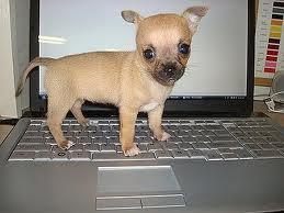 REINRASSIGE XXS-MINI-CHIHUAHUAS