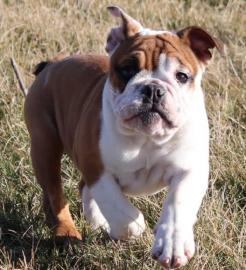 English Bulldogge Cubs