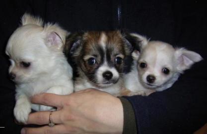 Super Mini Chihuahua Welpen f?r 350 Euro