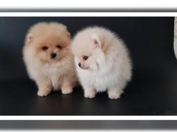 Mini Zwergspitz /Pomeranian
