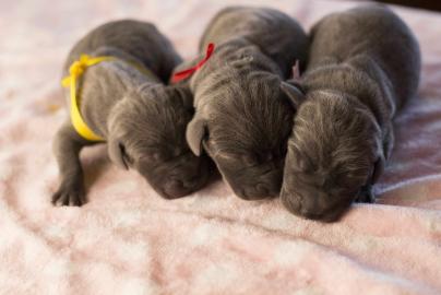 Deutsche Dogge Welpen