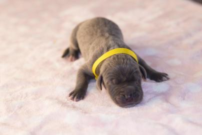 Deutsche Dogge Welpen
