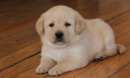 Labrador Welpen mit Papieren