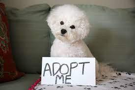 Teacup poodle