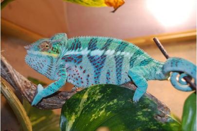 panther cham�leon zu verkaufen