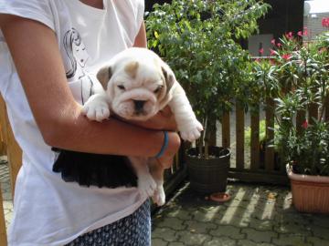 Wundersch�ne Englische Bulldoge-Welpen