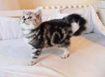 Reinrassige BKH Kitten in Whiskaslook 12