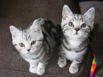 Reinrassige BKH Kitten in Whiskaslook 12