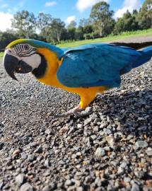 Paar Blaue und Goldene Aras. 