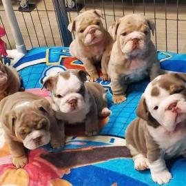 Englisch Bulldog Welpen whatsapp nummer