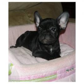 Reinrassige franz?sisch Bulldogge