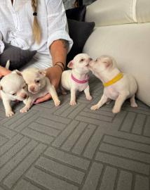 Wir haben bezaubernde, 3 Monate alte Ch