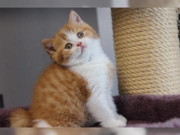 Wundersch�ner BKH Kater