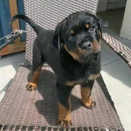 Rottweiler-Welpen suchen ein liebevolles