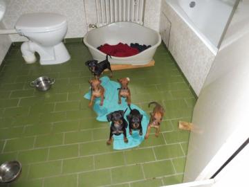 s??e Zwergpinscher Welpen mit Papieren