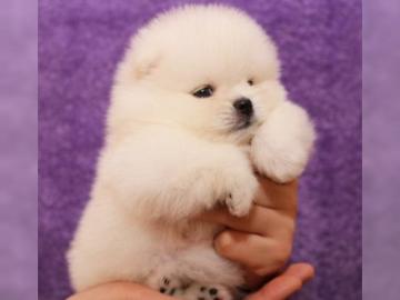 BOO Echter reinrassiger Pomeranian zwerg