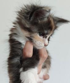Zuckers��es Maine-Coon-K�tzchen sucht ei