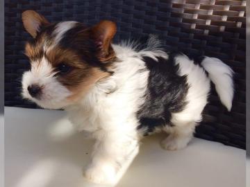 Mini Biewer Yorkshire Terrier Welpen