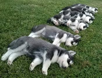 S��e reinrassige Siberian Husky Welpen w