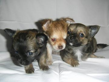 S��e MINI Chihuahua Welpen