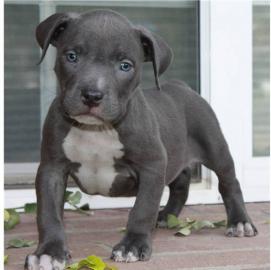 Wundersch�ne Pitbull Welpen , Alb-Donau-
