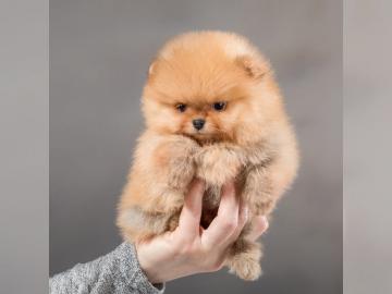 Zwergspitz /Pomeranian-Welpen