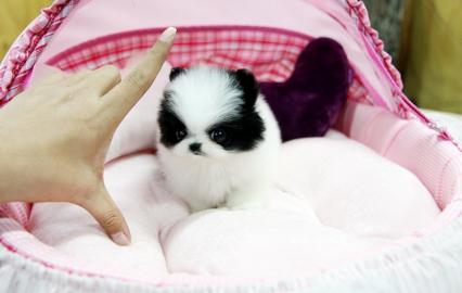 Zwergspitz /Pomeranian-Welpen