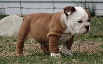 English Bulldogge Cubs