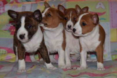 Reine Rasse Basenji Welpen
