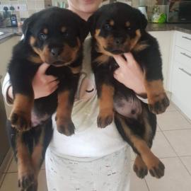 ROTTWEILER WELPEN BEREIT MIT PAPIEREN