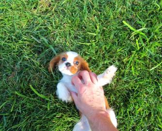 Cavalier King Charles Spaniel Welpen zur