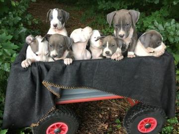 American Staffordshire Welpen Blue Line