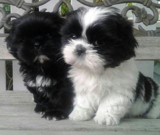 Shih Tzu welpen
