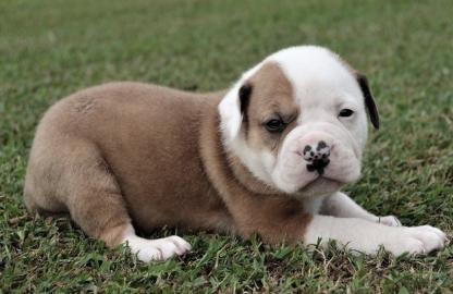 english bulldog puppy