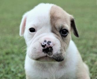 english bulldog puppy