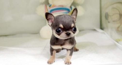 Chihuahua-Welpen zur Unterbringung