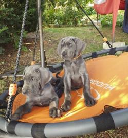 Wunderh?bsche Deutsche Doggen Welpen