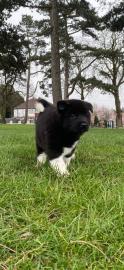 Akita Inu welpen